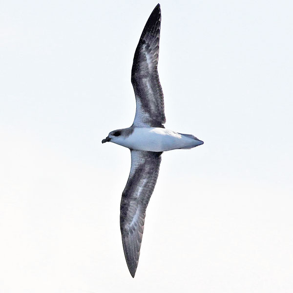 Madeira