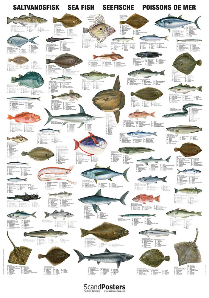 norske fiskeslag norske fiskeslag