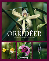 Sensuelle orkideer