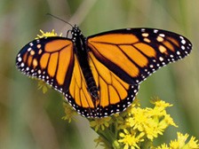 conquest-hd-close-butterfly