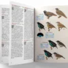 Birds of New Guinea - 2nd Edition
