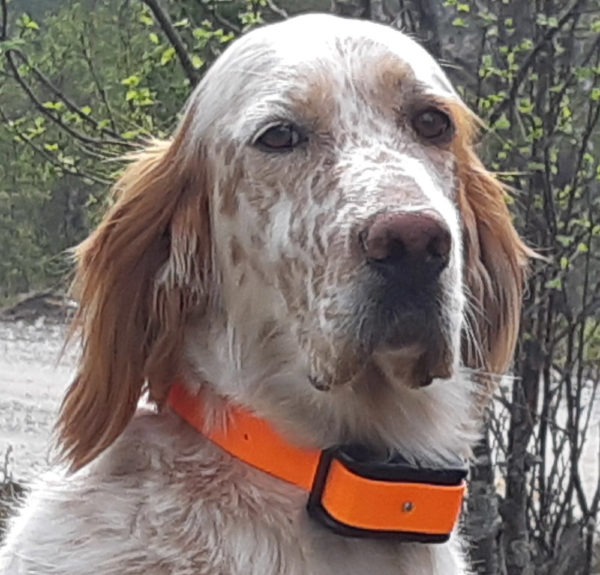 Nordic Tracker NT Hunter GPS hundetracker