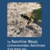 The Banchine Wasps (Ichneumonidae: Banchinae) of the British Isles