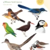 Peterson Field Guide to Birds of Western North America