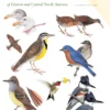 Peterson Field Guide to Birds of Eastern and Central North America