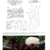 Poroid Fungi of Europe