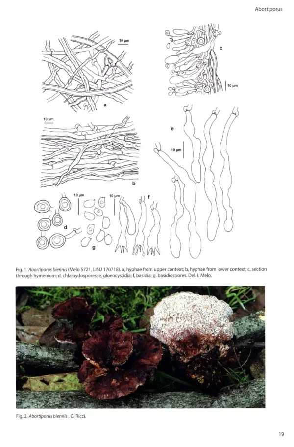 Poroid Fungi of Europe