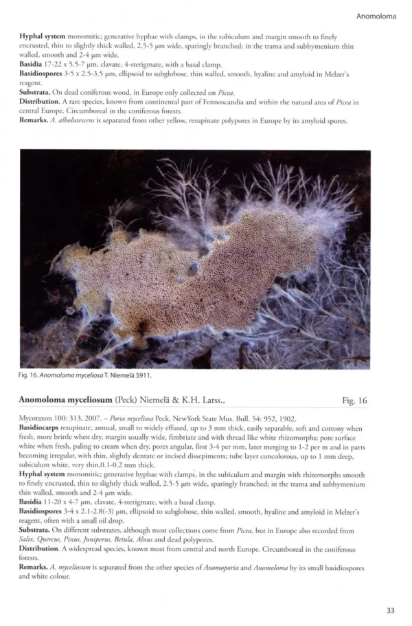 Poroid Fungi of Europe