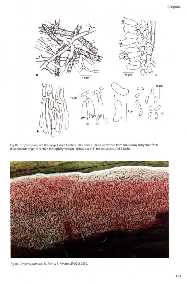 Poroid Fungi of Europe