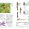 Field Guide to Dragonflies of Great Britain and Europe