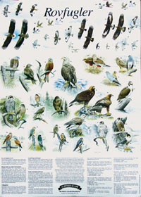 Rovfugler - Plakat med fugler