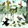 Vinterfugler ved foringsbrettet - Plakat med fugler