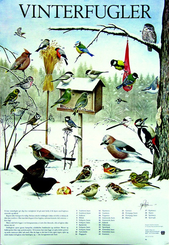 Logisk Lav vej Tage af Vinterfugler ved foringsbrettet - Plakat med fugler - Natur og Fritid