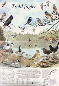 Trekkfugler - Plakat med fugler