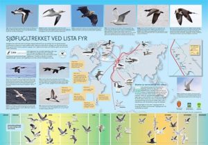 Sjøfugltrekket ved Lista Fyr - Plakat