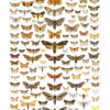 Norske nattsommerfugler - Plakat 46x69,5cm