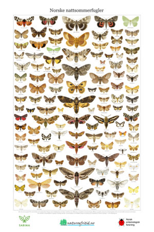 Norske nattsommerfugler - Plakat 46x69,5cm