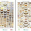 Norske sommerfugler, to plakater - Plakat 46x69,5cm