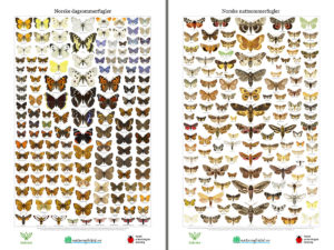 Norske sommerfugler, to plakater - Plakat 46x69,5cm