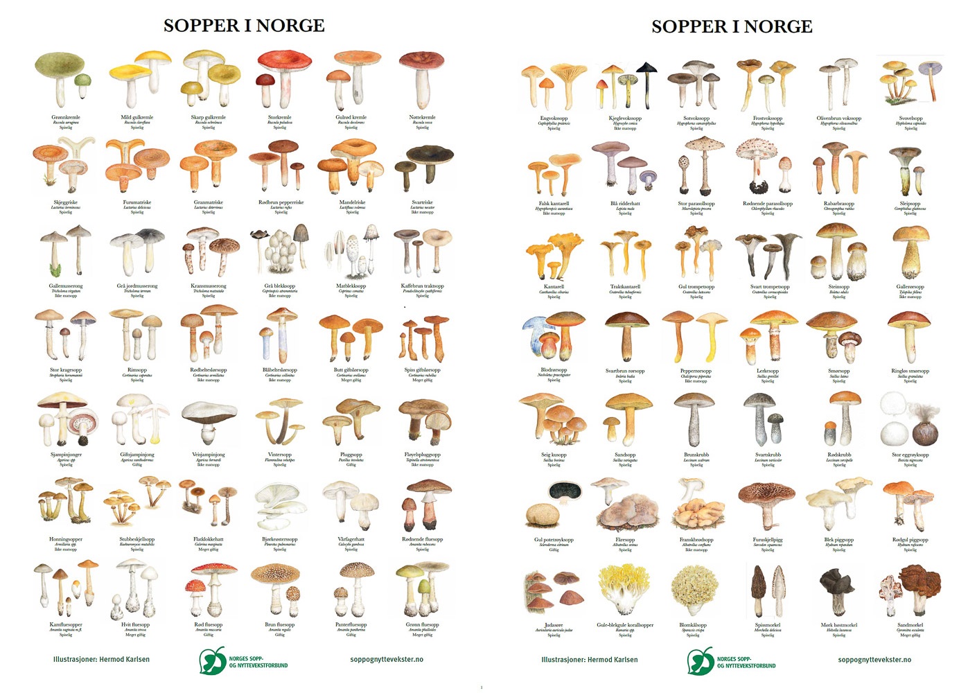 koks Edition utålmodig Sopper i Norge, plakat sett - Plakater med sopp I og II - Natur og Fritid