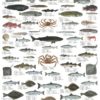 Arktiske fisk og skalldyr - Plakat med 63 fisker og skalldyr
