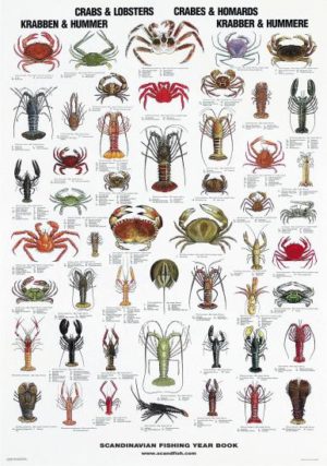 Krabber og hummere - Plakat med 51 krabber og hummere