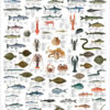 Fisk og skalldyr i Atlantern - Plakat med 74 fisker og skalldyr