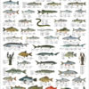 Ferskvannsfisk - Plakat med 52 fisker
