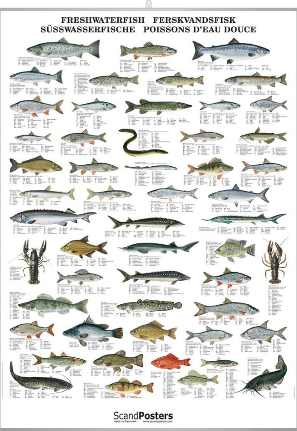 Ferskvannsfisk - Plakat med 52 fisker