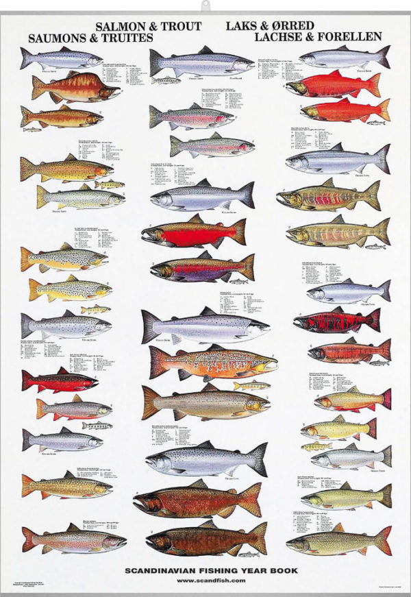 Laks og ørret - Plakat med 16 arter laks og ørret