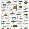Saltvannsfisk - Plakat med 60 fisker