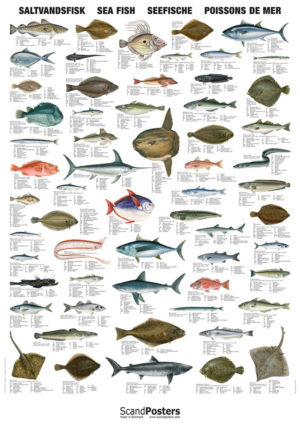 Saltvannsfisk - Plakat med 60 fisker