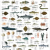 Norskekysten, fisk, skalldyr og hval - Plakat med 59 fisker, skalldyr og hvaler