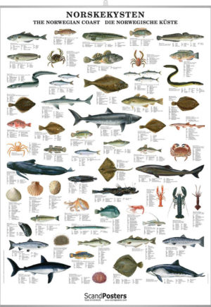 Norskekysten, fisk, skalldyr og hval - Plakat med 59 fisker, skalldyr og hvaler
