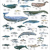 Hvaler og delfiner - Plakat med 33 hvaler og delfiner