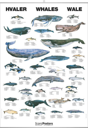 Hvaler og delfiner - Plakat med 33 hvaler og delfiner