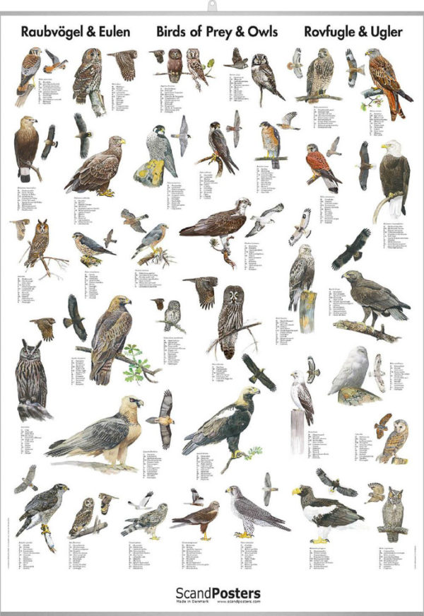 Rovfugler og ugler - Plakat med 35 rovfugler og ugler