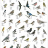 Hagefugler - Plakat med 40 fugler