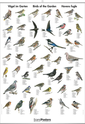 Hagefugler - Plakat med 40 fugler