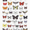 Sommerfugler - Plakat med 44 sommerfugler