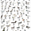 Kystfugler i Nordatlanteren - Plakat med 48 fugler