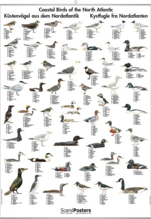Kystfugler i Nordatlanteren - Plakat med 48 fugler