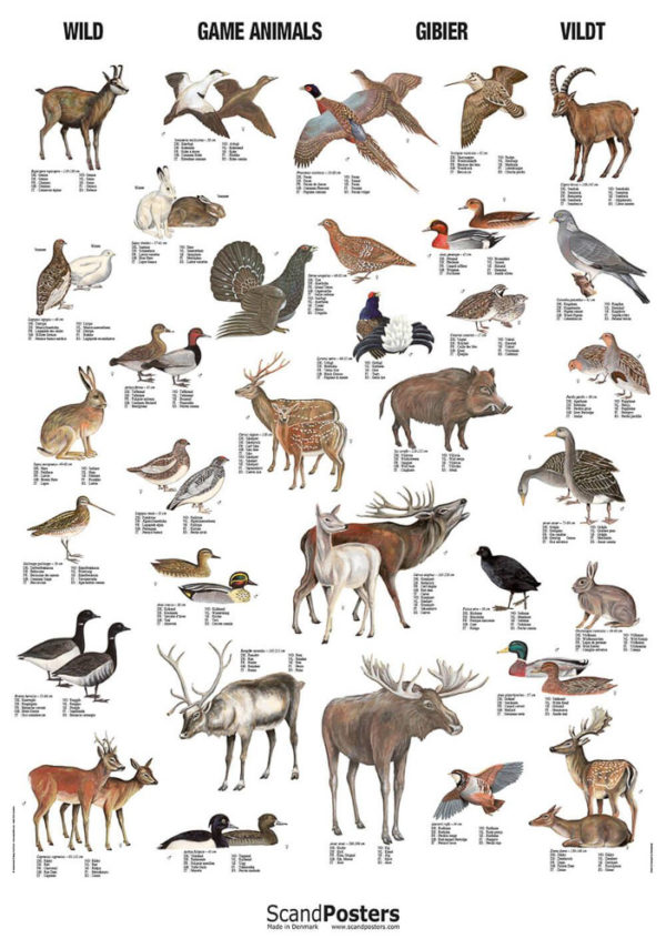 Vilt - Plakat med 32 dyr og fugler