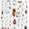 Planteskadedyr - Plakat med 55 insekter