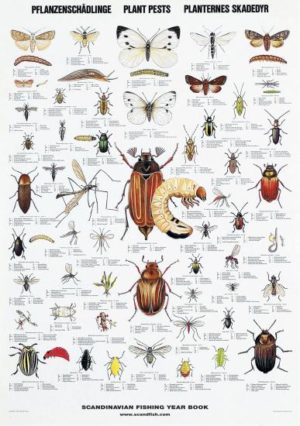 Planteskadedyr - Plakat med 55 insekter