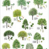 Nordens løvtrær - Plakat med 15 løvtrær