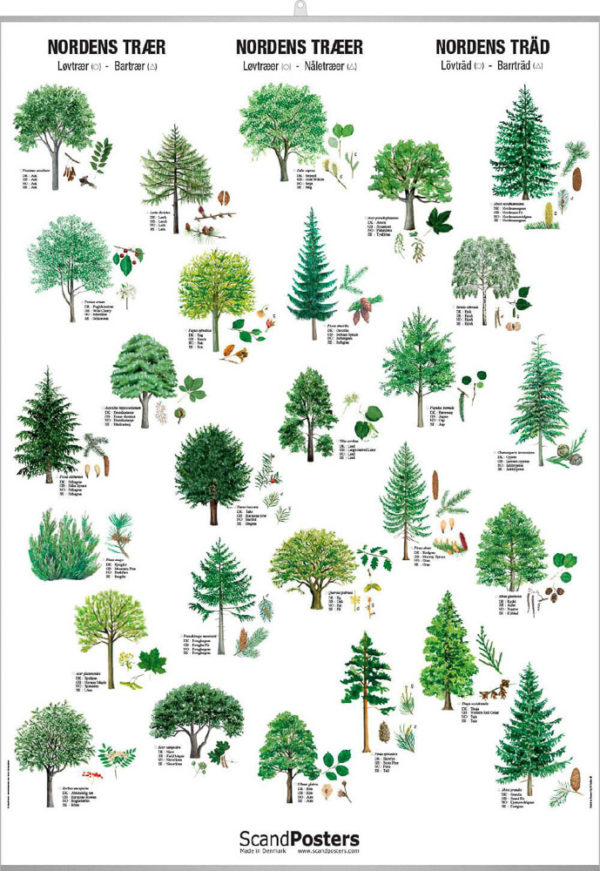 Nordens trær - Plakat med 27 trær
