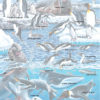 Puslespill - Det kalde og vakre Antarktis - FH48