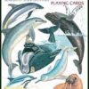 Hvaler og delfiner - Whales & Dolphins - Kortstokk med dyremotiver