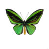 Ornithoptera priamus, grønn
